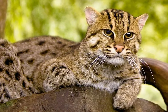 Fishing Cat (Prionailurus Viverrinus)