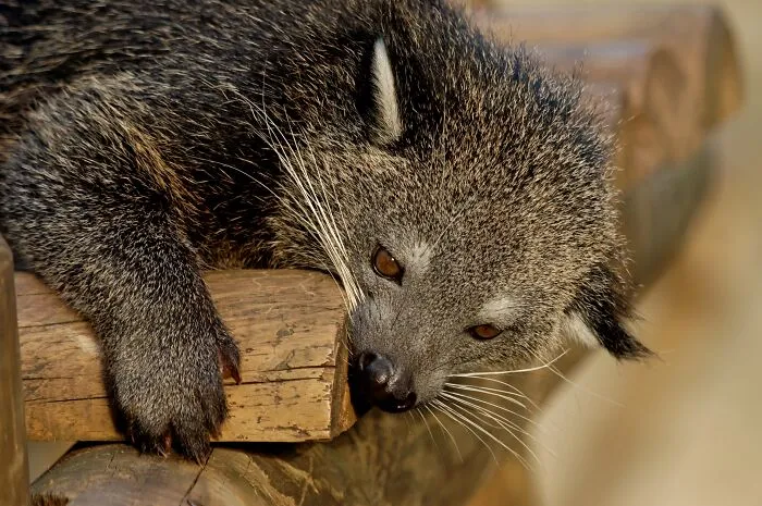 Bearcat (Arctictis Binturong)