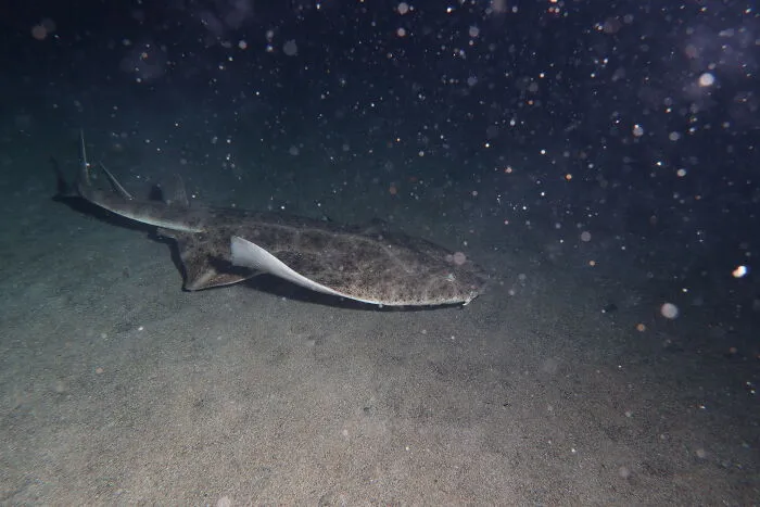 Picture of Angel Shark underwater 