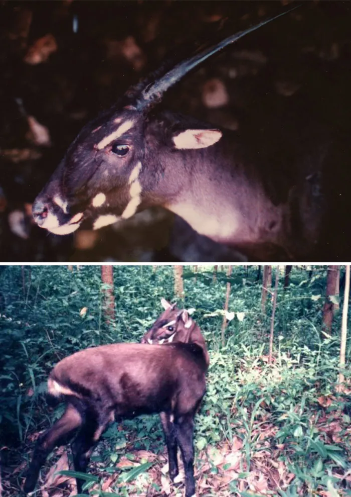 Pictures of Saola in the woods 