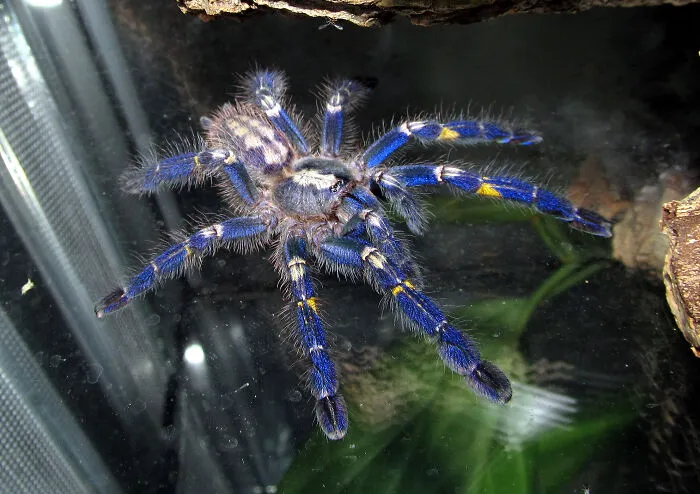 Peacock Tarantula (Poecilotheria Metallica)