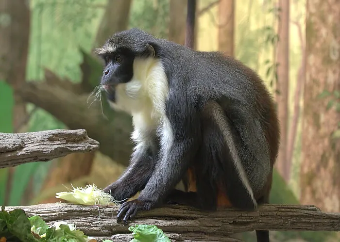 Diana Monkey sitting on the tree branch eating corn 