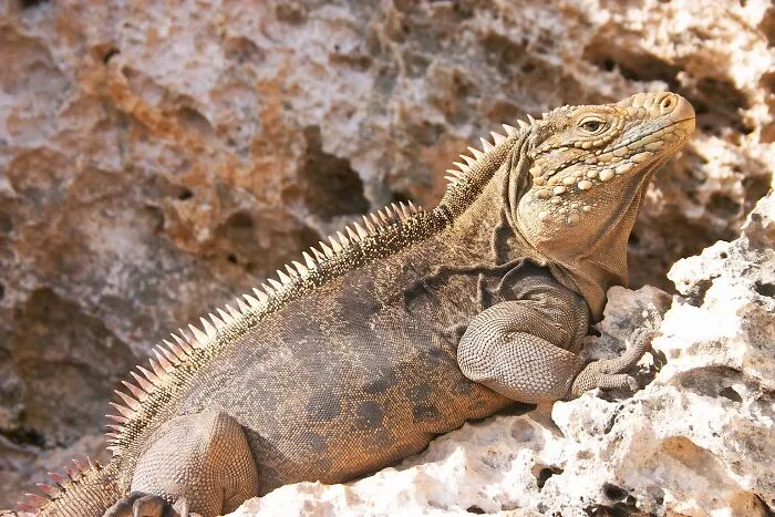 Picture of Cuban Rock Iguana climbing the rock