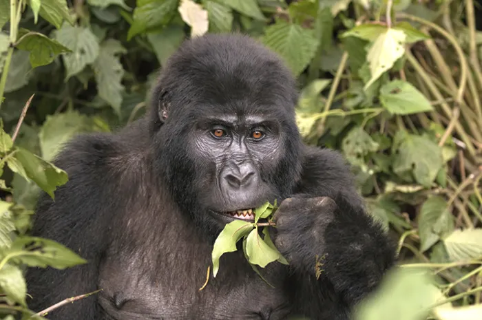Mountain Gorilla eating a leaf 