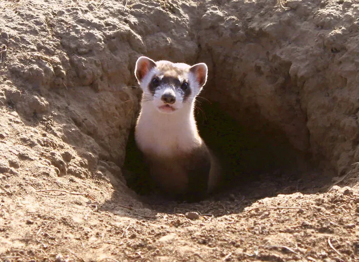 Black-Footed Ferret (Mustela Nigripes)
