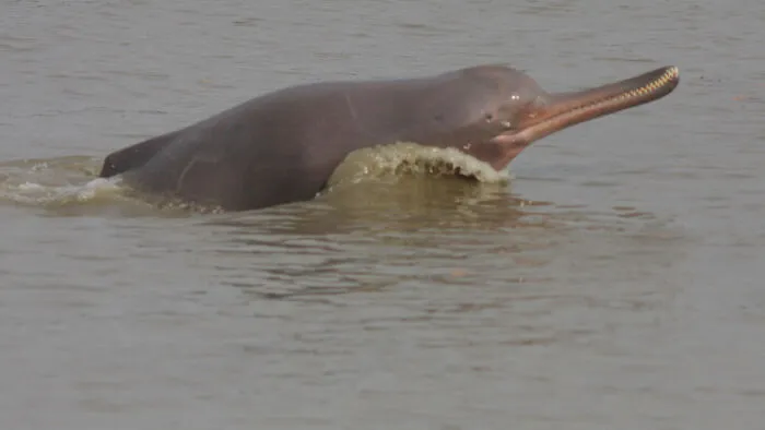 Picture of Ganges River Dolphin swimming 