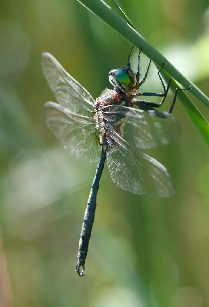 Picture of Hine’s Emerald Dragonfly on the stem 