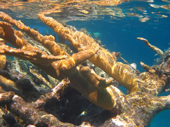 Picture of Elkhorn Coral underwater 