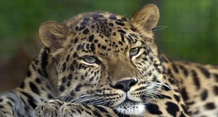 Amur Leopard (Panthera Pardus Orientalis)