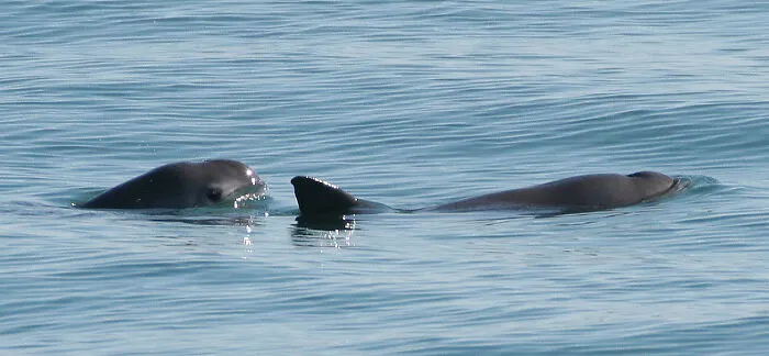 Vaquita swimming in the open reservoir