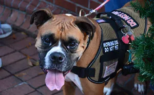 Niece Complains That Service Dog Is Making Her Uncomfortable, Her Aunt Refuses To Get Rid Of It, Starts Family Drama