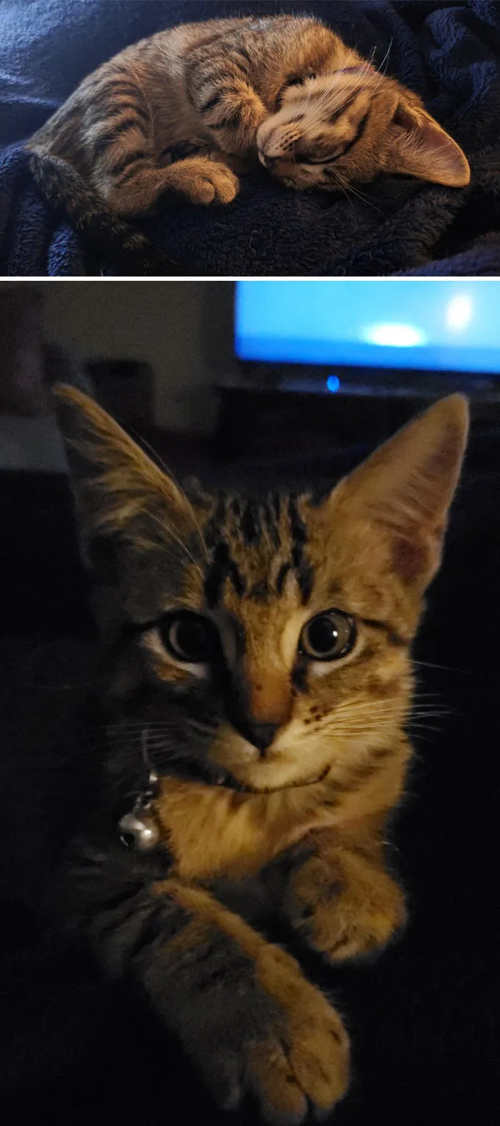 My Life Has Become So Much Brighter Since I Adopted Sofi