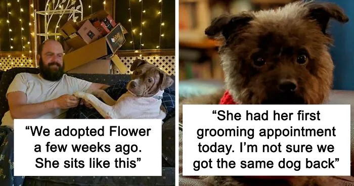 50 Wholesome Rescue Pet Pics To Heal Your Soul (October Edition)