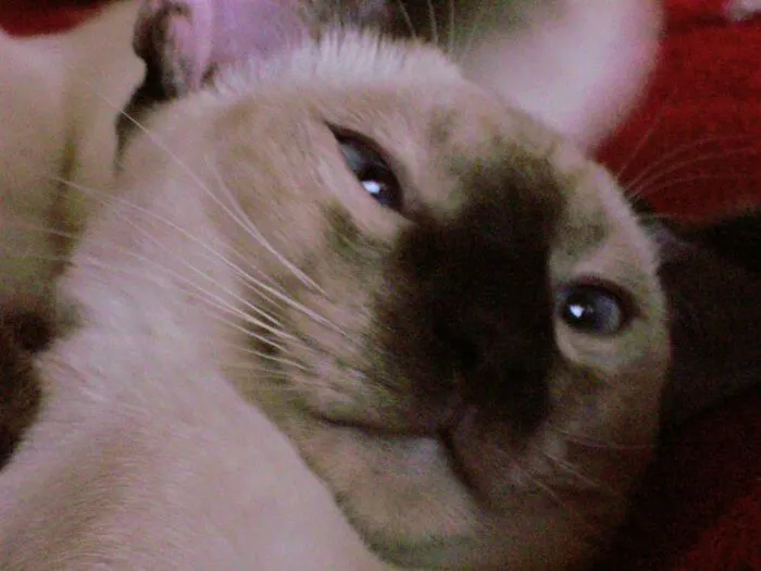 A Hilarious Failure Pic. Sammy When He Was A Kitten