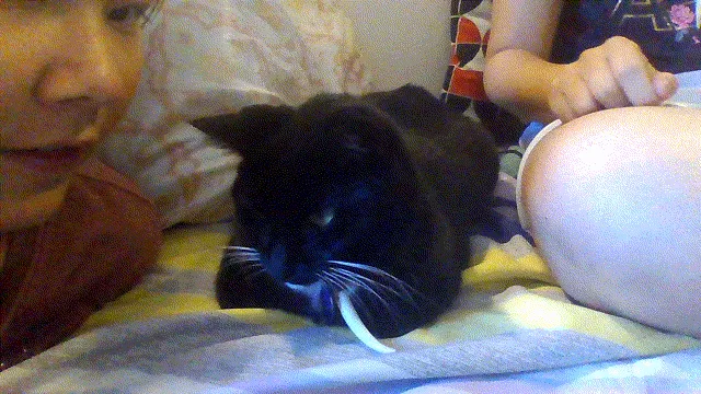 It's A Gif, My Cat Copied My Sister