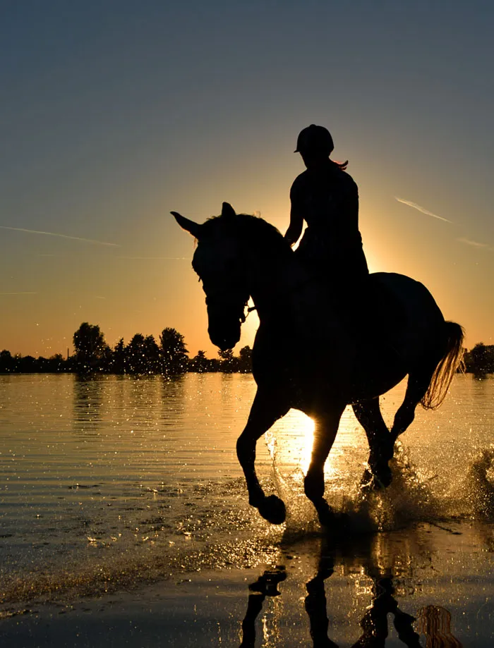 Horses