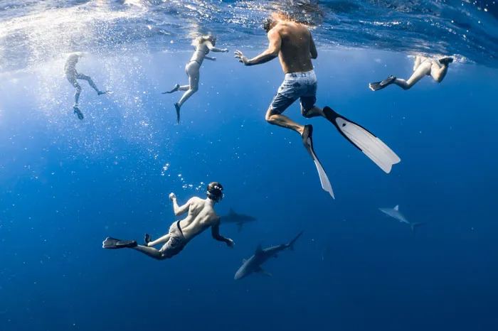 Swim With Whale Sharks In Cancun