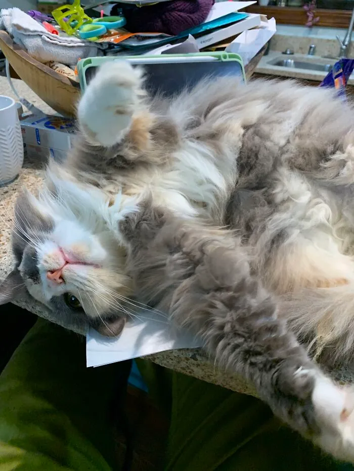 Happy Shy On The Homework I Need To Do