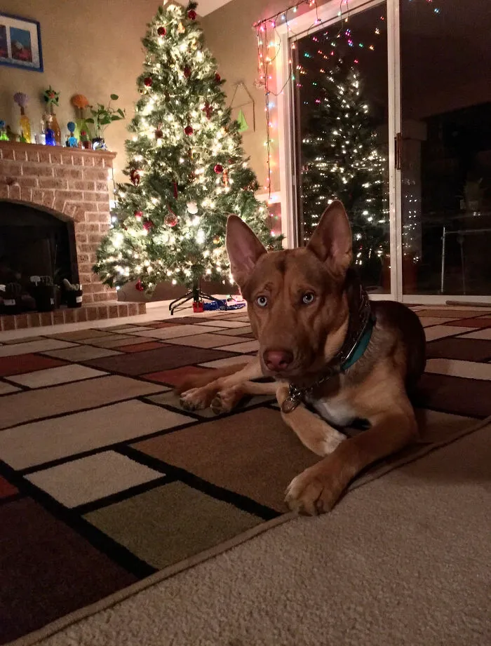 Christmas In The Desert