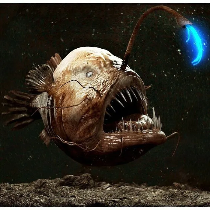 The Angler Fish Is Perhaps One Of The Most Fascinating And Bizarre Sea Creatures Known To Man