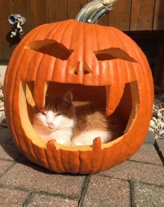 Cat cozily nestled inside a carved pumpkin, exemplifying wholesome memes for a popular Twitter account.