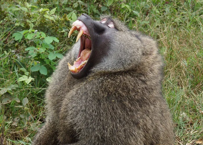 21 Detalles peculiares que son normales en algunos países pero no en el resto del mundo