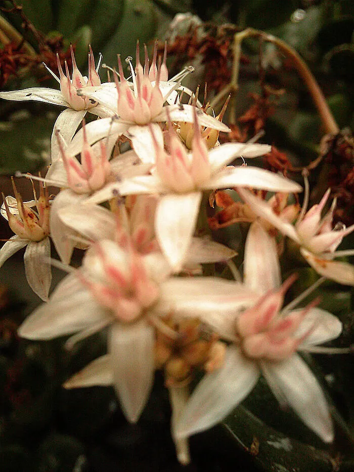 Flower Photos From Phone Camera