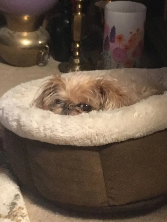 Grumpy Pup