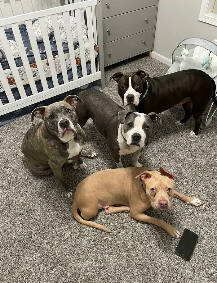 My 4 Rescues