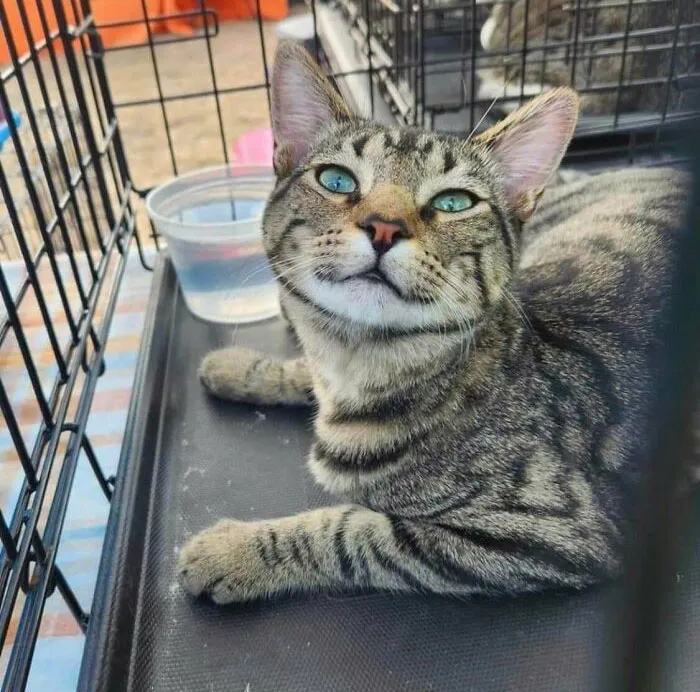Adoption Day For Our New Sic!