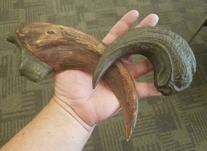 Utahraptor Claws