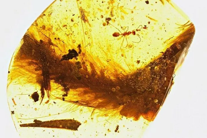 Tail Of A 99 Myo Dinosaur, The First One Ever Discovered. Perfectly Preserved, Still Covered In Feathers