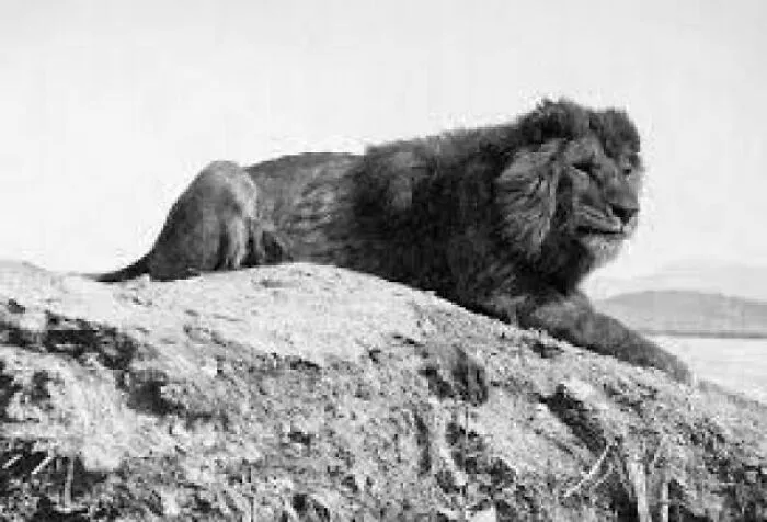 A Barbary Lion, An Extinct Race, As Photographed In Algeria