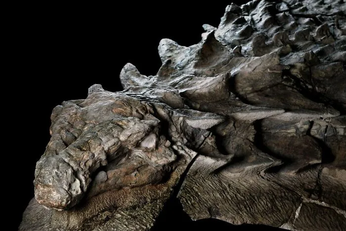 This Is The Best-Preserved Dinosaur Specimen Ever Unearthed. This Mummified Nodosaur’s Bones Remain Covered By Intact Skin And Armor — 110 Million Years After The Creature’s Death