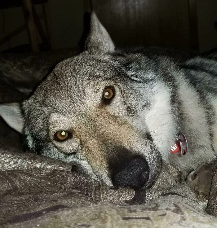 Sometimes Lucian Just Lies On Me And Looks At Me Like This. Fills My Heart Up Even On The (All Too Common) Bad Days