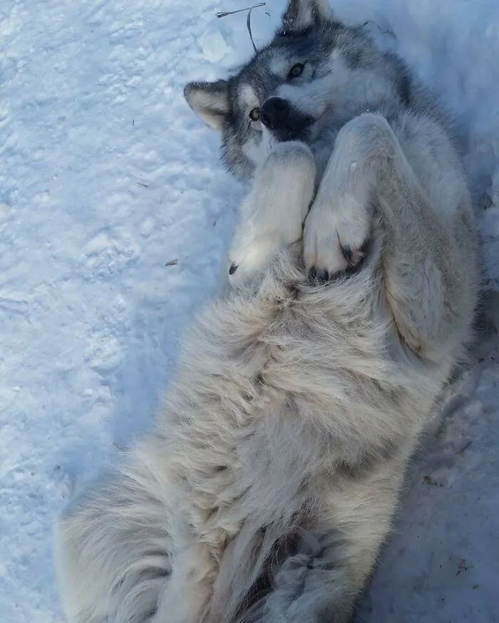 Rub My Damn Belly!