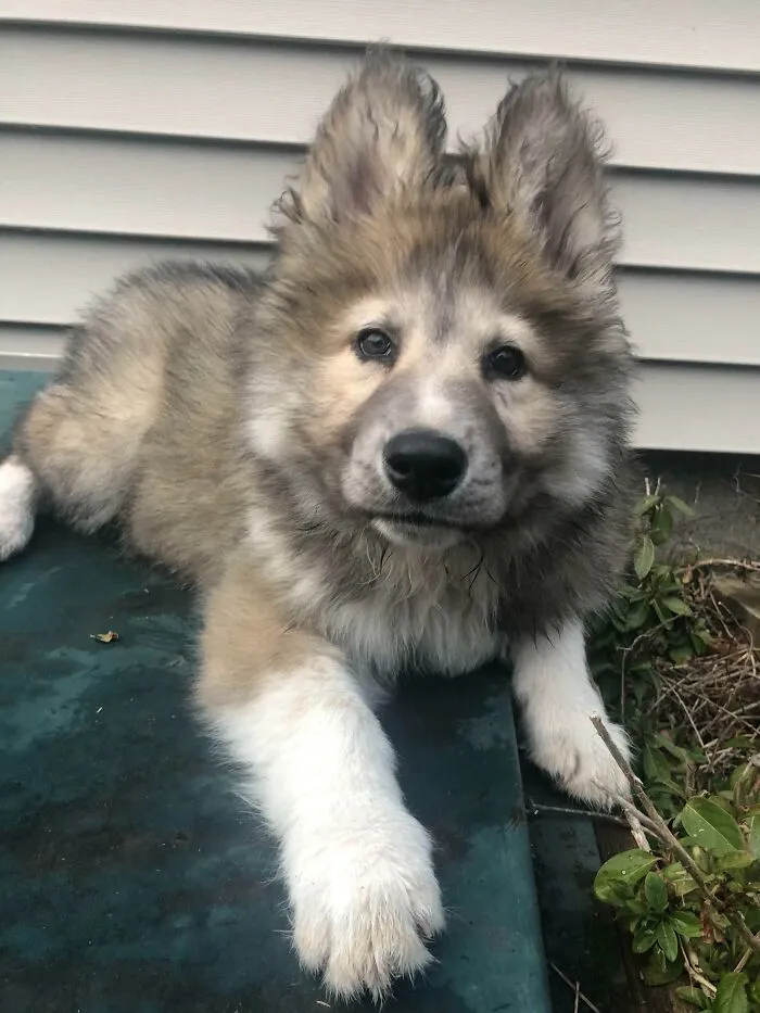Wolf Pup