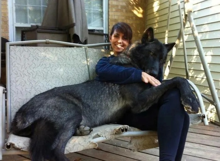 Black Wolf Hybrid