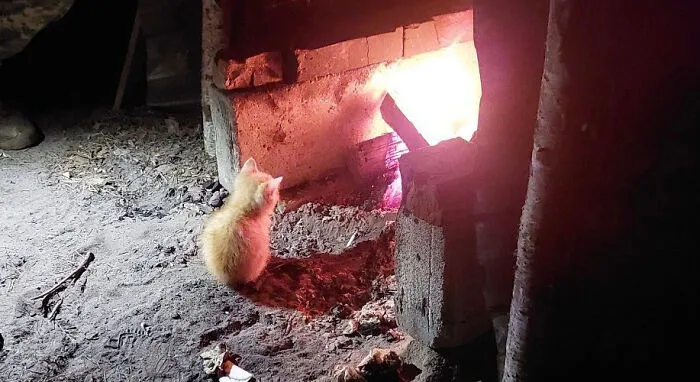 50 Photos Of Cats And Dogs Rescued By Ukrainian Soldiers, Shared By This Instagram Account