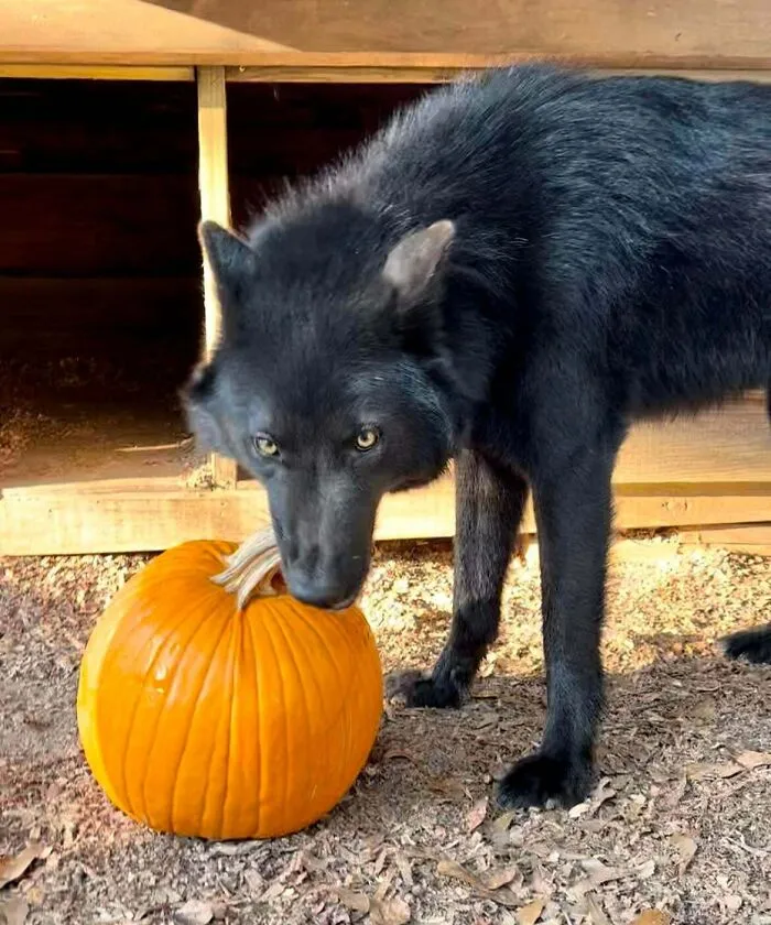 Nox disfrutó de nuestras sobras de Halloween. Parece que acaba de explotar una calabaza