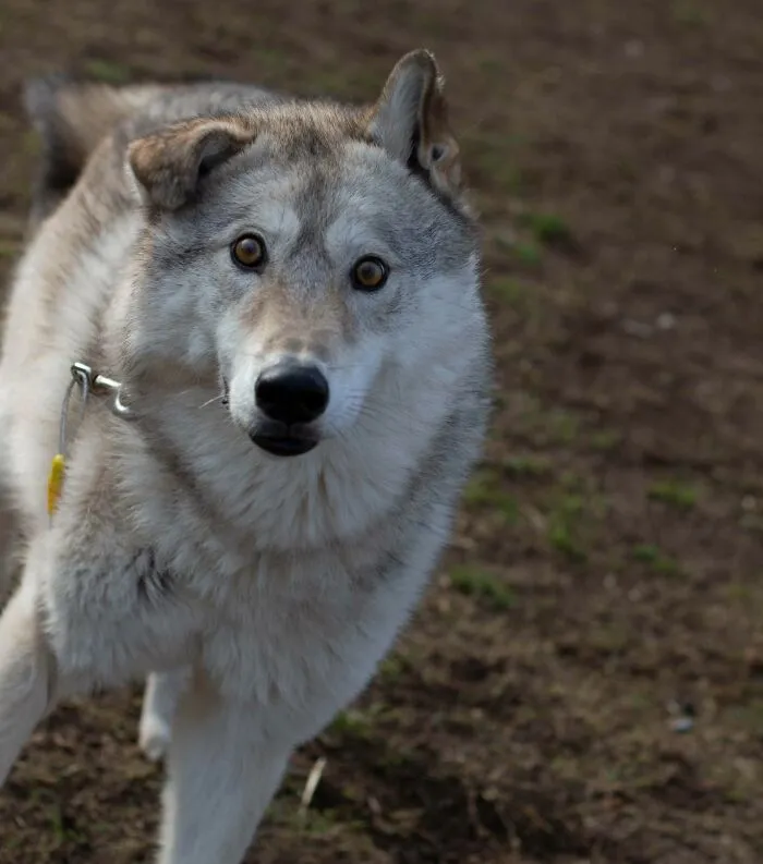 The Majestic Wolfdog