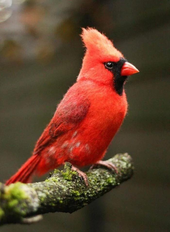 Made A Red Cardinal From Wool. I Think It Turned Out Pretty Well