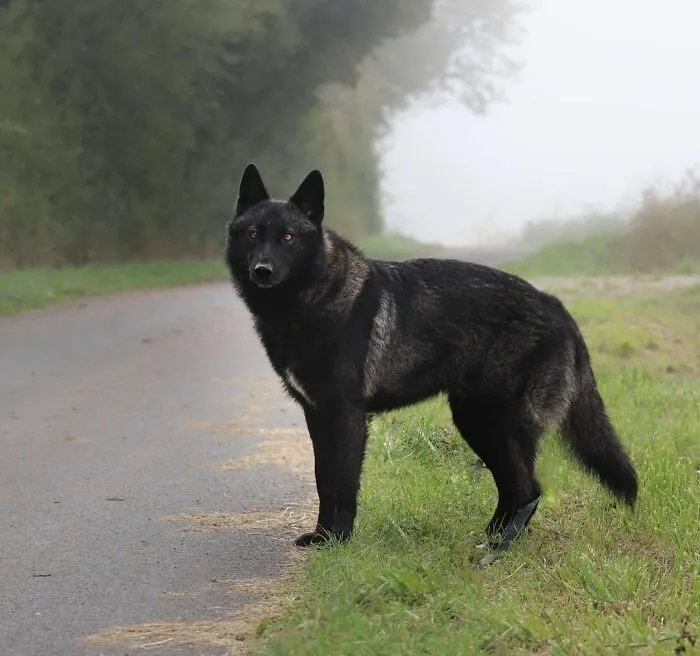 His Winter Coat Is Coming And He Is Getting More And More Beautiful