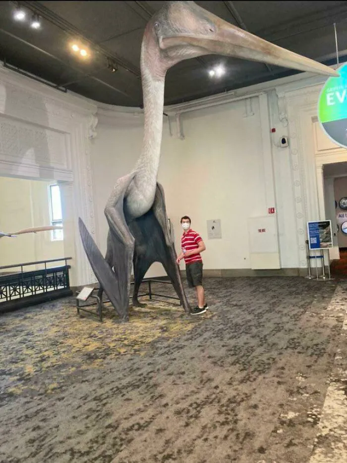 Quetzalcoatlus, tan alto como una jirafa, el mayor animal volador conocido de la historia. Imagínate esto volando hacia ti