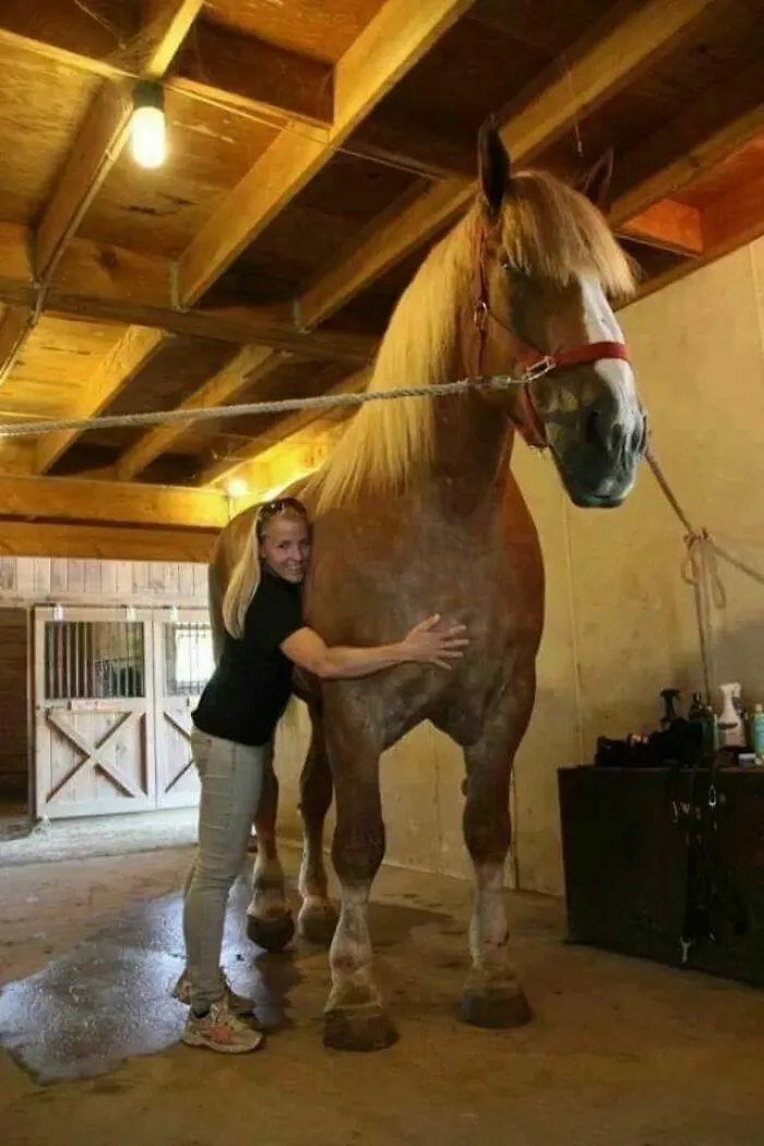 Standing Over 7 Feet Tall And Weighing A Massive 2600 Pounds, “Big Jake” Is Currently The World’s Largest Horse