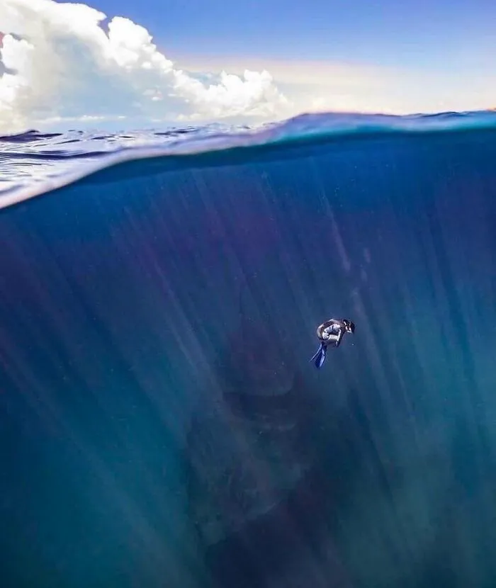 Just Keep Swimming 