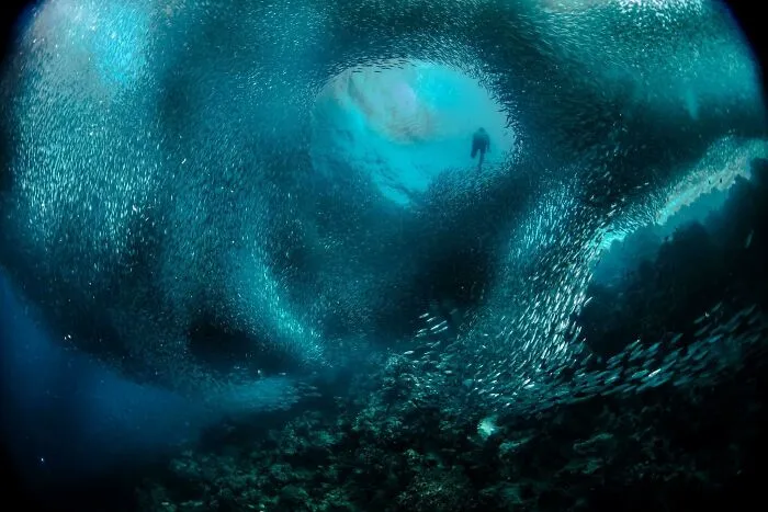 Silent Swarm Symphony