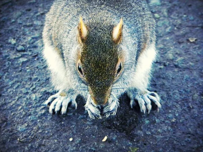 Squirrel At The Park