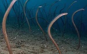 50 Frightening Pics That Make Us Want To Stay As Far Away From The Ocean As Possible (New Pics)