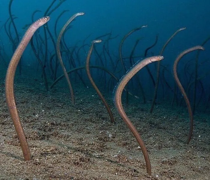Sneaky Sea Stalkers